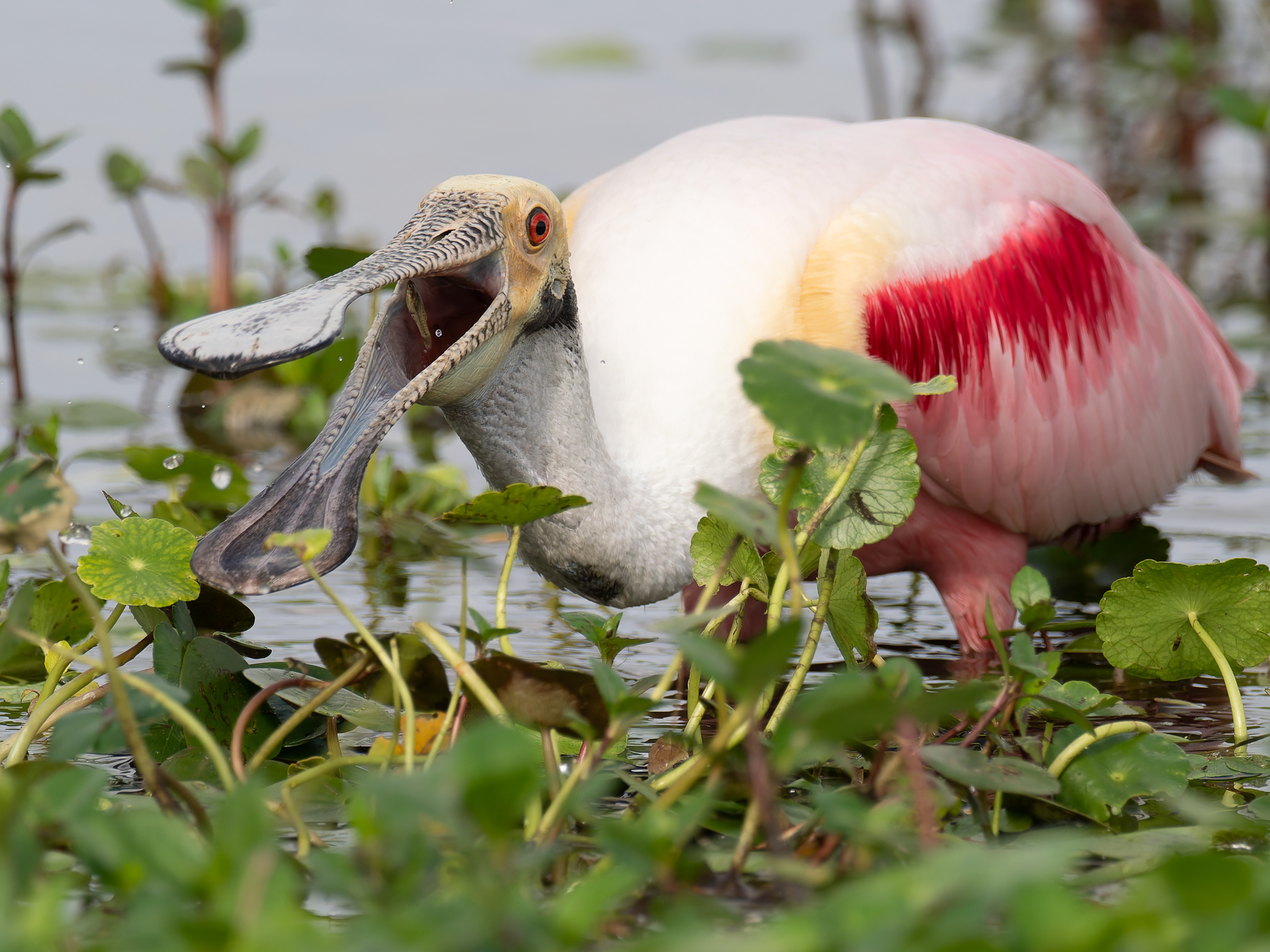 Rode lepelaar (Platalea ajaja)